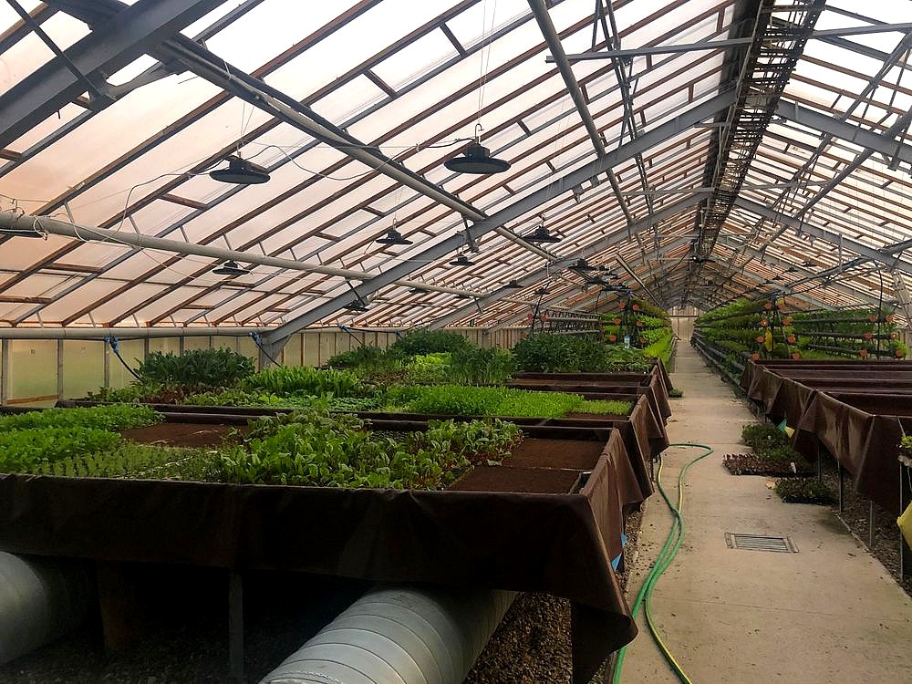 Business for sale:Growing salads and vegetables using hydroponics